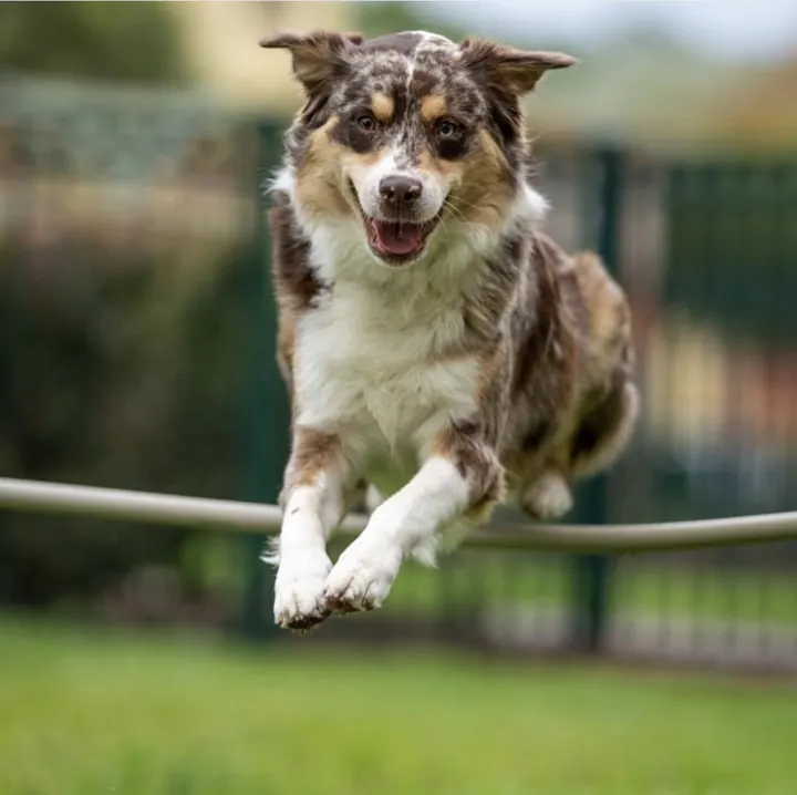 Rocco mid-leap over a bar on an obstacle course, ears up and mouth open