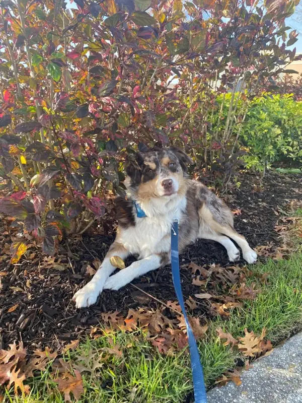 Rocco lying in the mulch under a bush with red and green leaves, on a blue leash