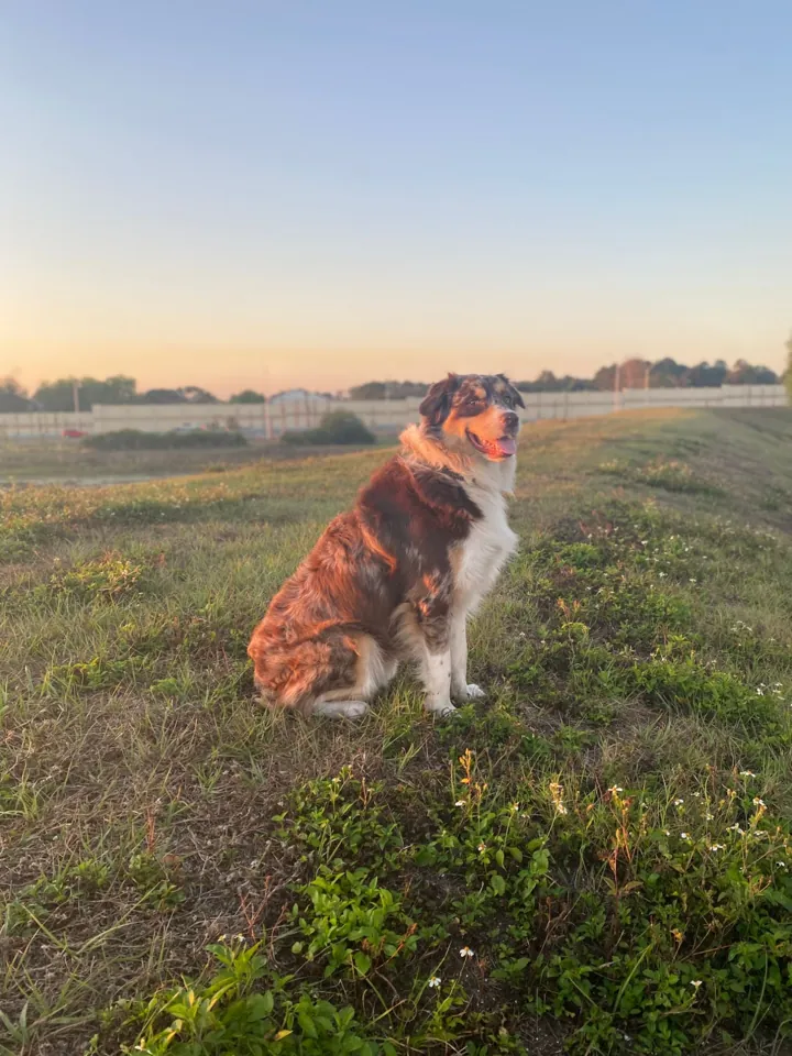 Rocco sitting in a grassy field at sunset, looking to the side with his tongue out