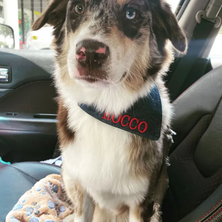 Rocco, an Australian Shepherd with one brown eye and one blue eye, wearing a denim bandana with his name
